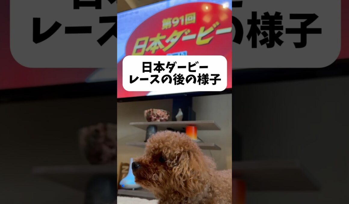 日本ダービー後のモアくん…#shorts #トイプードル #ダービー #東京優駿 #犬 #toypoodle #dog #競馬
