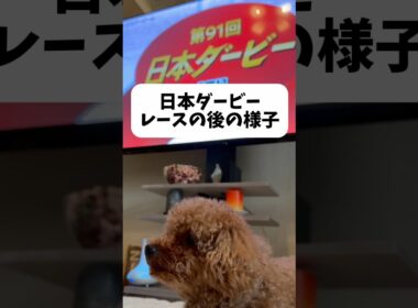 日本ダービー後のモアくん…#shorts #トイプードル #ダービー #東京優駿 #犬 #toypoodle #dog #競馬