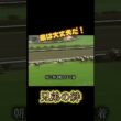 兄弟の絆 #競馬 #g1 ＃朝日杯＃皐月賞＃ダービー＃菊花賞＃ナリタブライアン＃ビワハヤヒデ＃兄弟＃絆＃感動