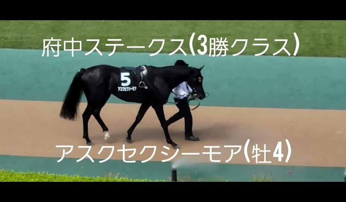 【天皇賞(秋)を狙える】アスクセクシーモア(牡4)が府中ステークス(3勝クラス)を優勝❗パドック、レースの様子