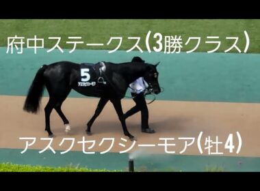【天皇賞(秋)を狙える】アスクセクシーモア(牡4)が府中ステークス(3勝クラス)を優勝❗パドック、レースの様子