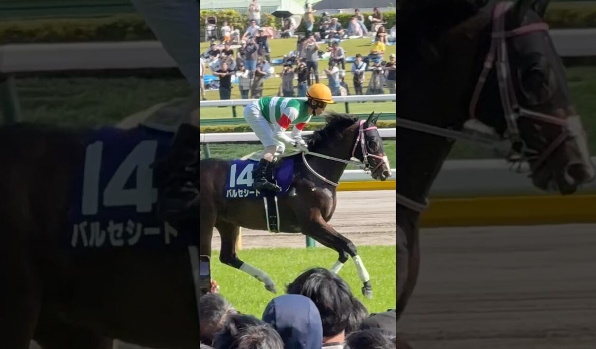 第31回NHKマイルカップ 返し馬