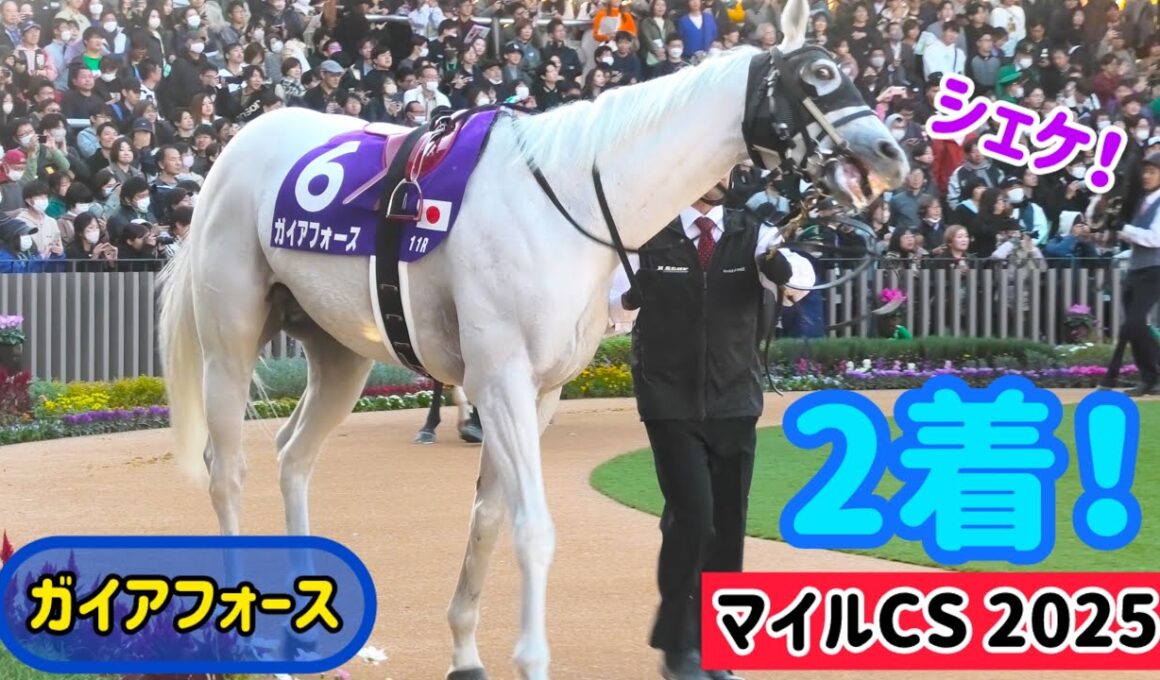 【マイルCS 2025】芦毛はマイルCSで走らないジンクスをぶっ壊しに来たガイアフォース