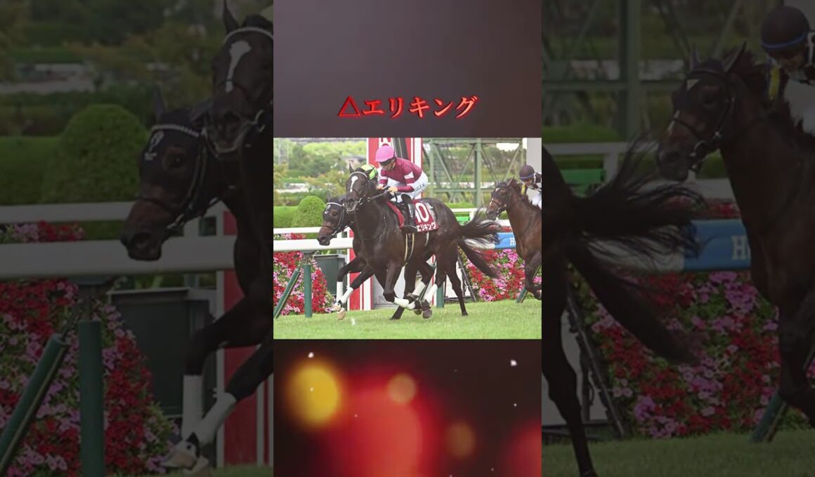 菊花賞2025本気予想！#競馬 #競馬予想 #中央競馬予想 #菊花賞 2025 #