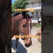 そふと皐月賞出走プレゼントに馬大喜び！大好きな人参が届きました！Carrot gifts for horses🐎Nankandamashii｜ナンカンさんの馬小屋#horse #馬