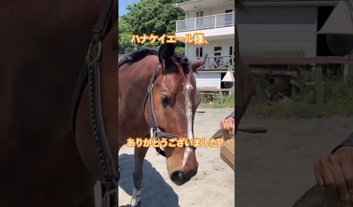 そふと皐月賞出走プレゼントに馬大喜び！大好きな人参が届きました！Carrot gifts for horses🐎Nankandamashii｜ナンカンさんの馬小屋#horse #馬