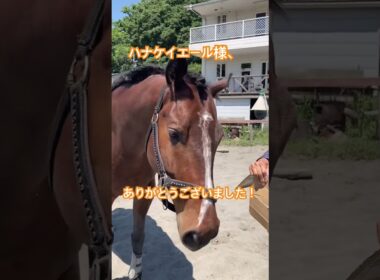 そふと皐月賞出走プレゼントに馬大喜び！大好きな人参が届きました！Carrot gifts for horses🐎Nankandamashii｜ナンカンさんの馬小屋#horse #馬