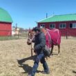 安田記念勝ち馬・アサクサデンエンの引き馬体験