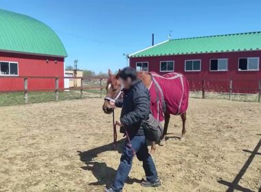 安田記念勝ち馬・アサクサデンエンの引き馬体験