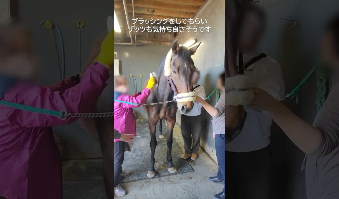 菊花賞勝ち馬・ザッツザプレンティのブラッシング体験 #horse #引退馬協会 #ザッツザプレンティ