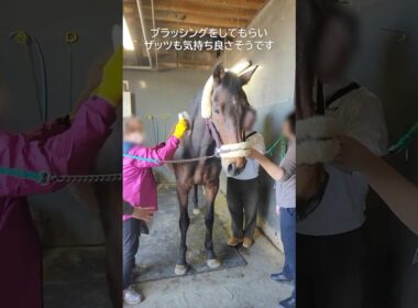 菊花賞勝ち馬・ザッツザプレンティのブラッシング体験 #horse #引退馬協会 #ザッツザプレンティ