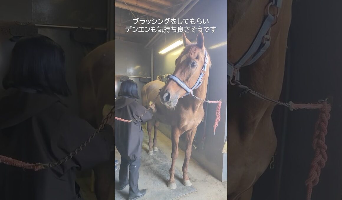 安田記念勝ち馬・アサクサデンエンのブラッシング体験 #horse #引退馬協会 #アサクサデンエン