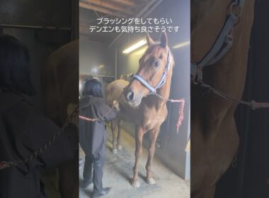 安田記念勝ち馬・アサクサデンエンのブラッシング体験 #horse #引退馬協会 #アサクサデンエン