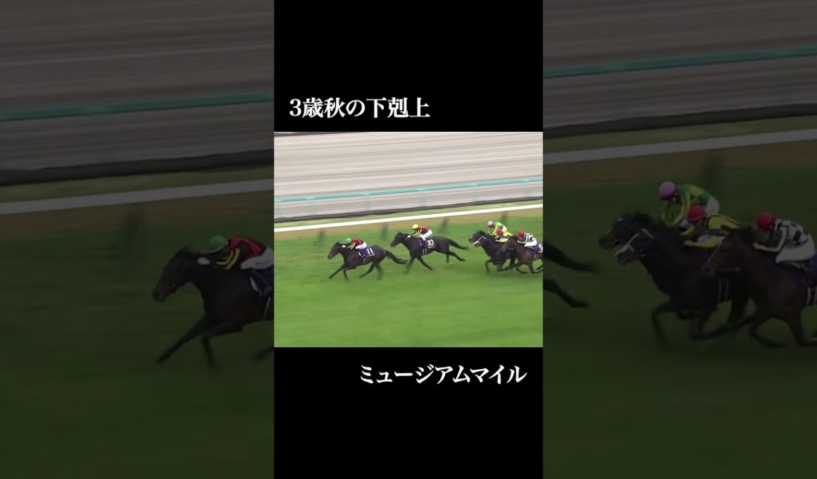 【予告】天皇賞（秋）2025  #競馬 #g1 #シランケド #タスティエーラ #メイショウタバル #ミュージアムマイル #マスカレードボール