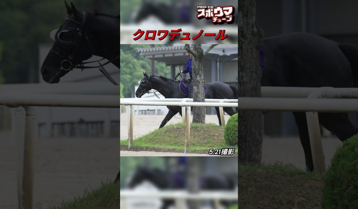 【宝塚記念ファン投票中間発表1位】クロワデュノール　栗東での様子