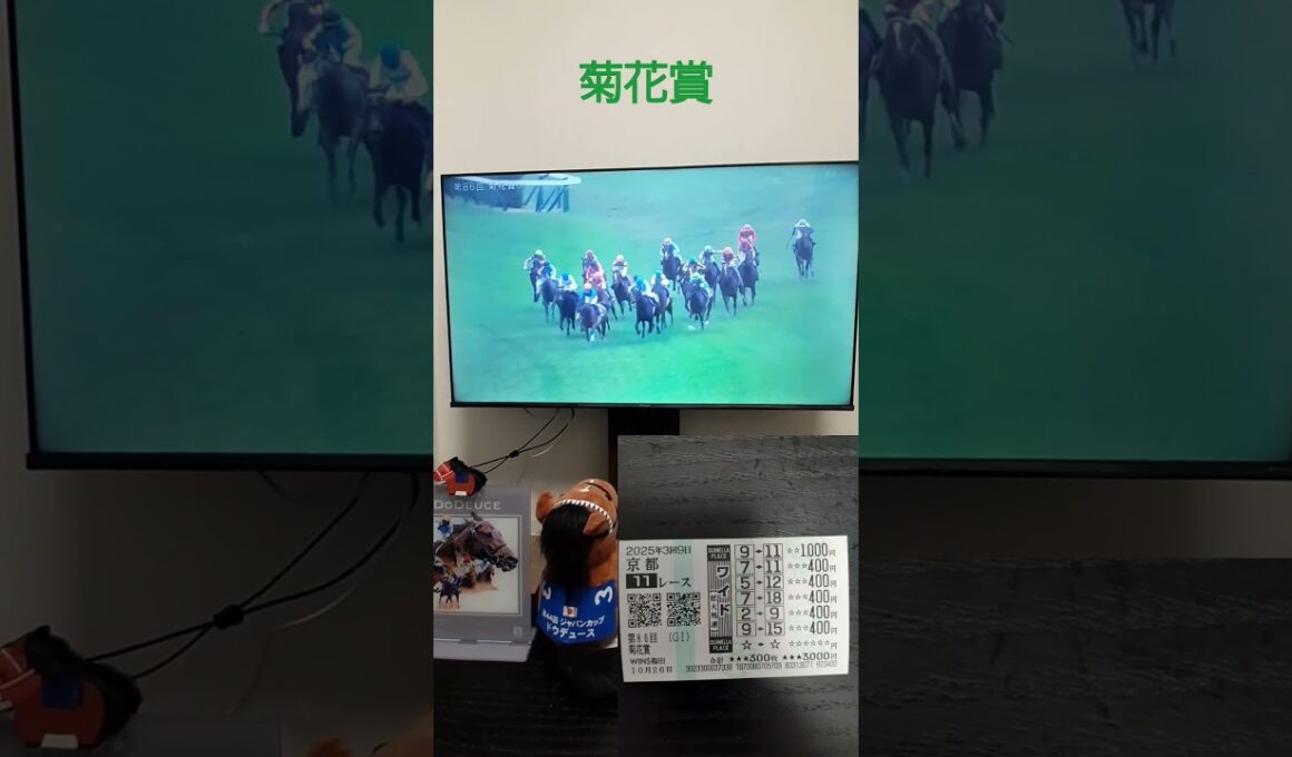 菊花賞2025 #horse #競馬 #的中 #京都 #京都競馬場 #菊花賞 #ワイド #エネルジコ #ルメール