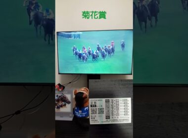 菊花賞2025 #horse #競馬 #的中 #京都 #京都競馬場 #菊花賞 #ワイド #エネルジコ #ルメール