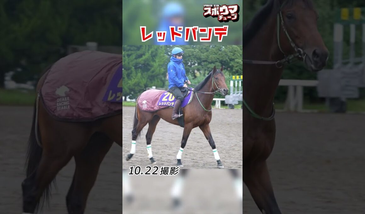 【菊花賞 出走予定】レッドバンデ 美浦での様子 #shorts