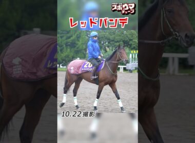 【菊花賞 出走予定】レッドバンデ 美浦での様子 #shorts