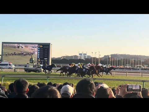 2025ジャパンカップ　川田将雅落馬　現地撮影