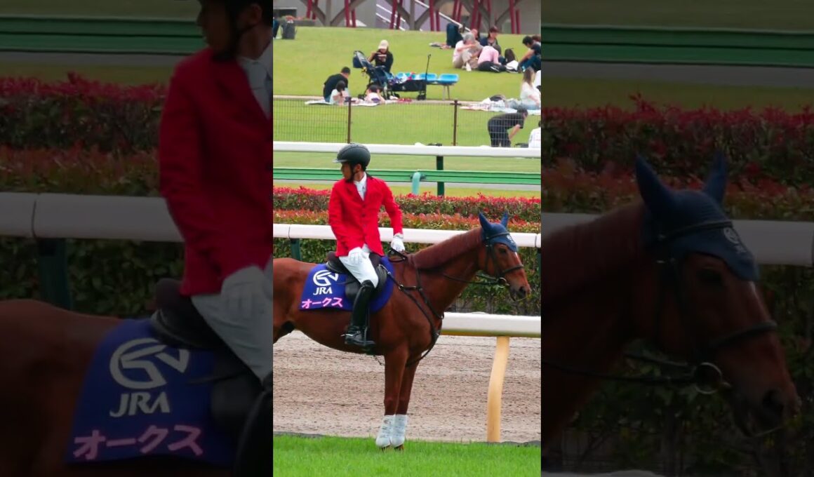 オークスday当日のやる気満々の誘導馬　#競馬　#東京競馬場　#誘導馬　#オークス