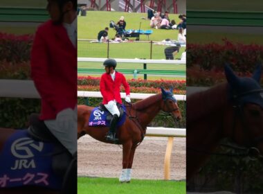 オークスday当日のやる気満々の誘導馬　#競馬　#東京競馬場　#誘導馬　#オークス