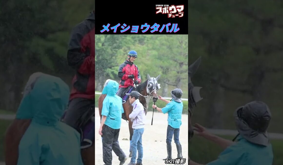 【宝塚記念ファン投票中間発表２位】メイショウタバル　栗東での様子　※無音です