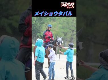 【宝塚記念ファン投票中間発表２位】メイショウタバル　栗東での様子　※無音です