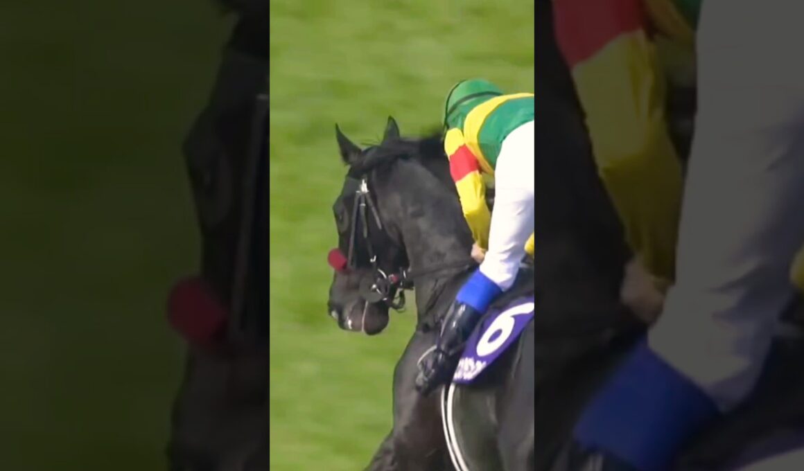#shorts [怪物が障害G13連勝] 2026 #中山グランドジャンプ #エコロデュエル #草野太郎