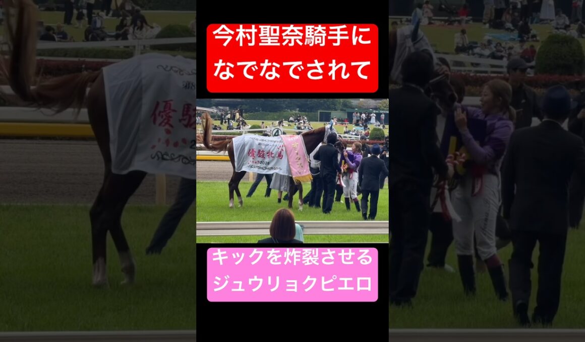 【今村聖奈騎手 & ジュウリョクピエロ】 今村聖奈騎手に顔をなでなでされてピエちゃんが父親仕込みのキックを炸裂！ #オークス #今村聖奈 #ジュウリョクピエロ #競馬 #shorts
