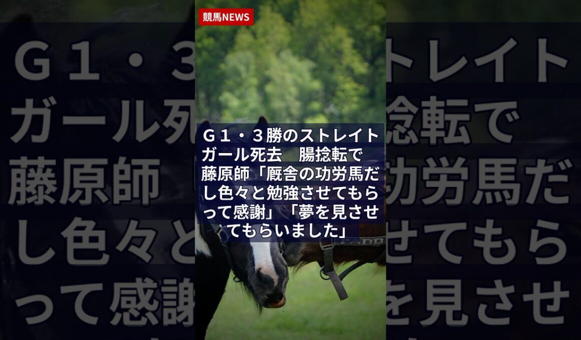5.29 Ｇ１・３勝のストレイトガール死去　腸捻転で　藤原師「厩舎の功労馬だし色々と勉強させてもらって感謝」「夢を見させてもらいました」｜競馬NEWS #Shorts