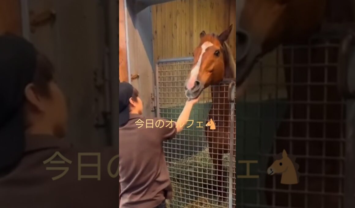 【三冠馬🐴オルフェ】#凱旋門賞#有馬記念#池添騎手