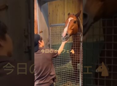 【三冠馬🐴オルフェ】#凱旋門賞#有馬記念#池添騎手