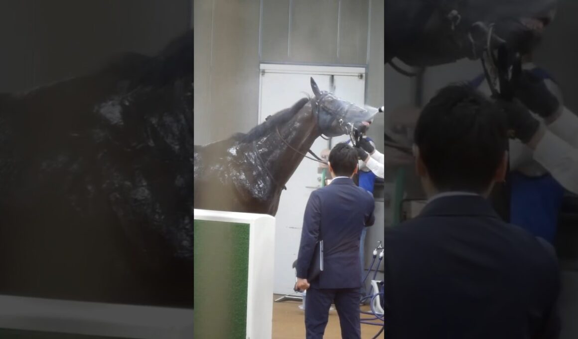 東京競馬場にて気性が荒くてもお顔に水を浴びるときは大人しい競走馬。　#競馬　#horse