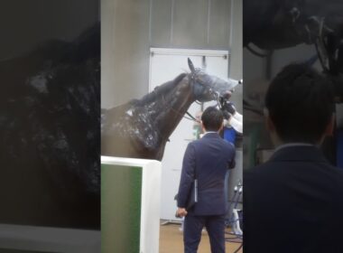 東京競馬場にて気性が荒くてもお顔に水を浴びるときは大人しい競走馬。　#競馬　#horse
