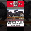 【悲報】クロワまたデブる【朗報】【競馬反応集】　＃クロワデュノール　＃宝塚記念 #競馬