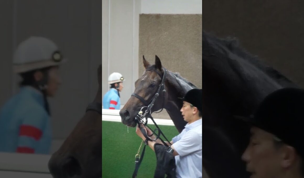 東京競馬場にて口取に向かう競走馬（ヴァンデスペランス）　2026.5.31　日本ダービーday　#競馬　#東京競馬場　#horse