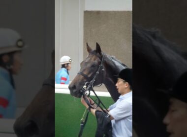 東京競馬場にて口取に向かう競走馬（ヴァンデスペランス）　2026.5.31　日本ダービーday　#競馬　#東京競馬場　#horse