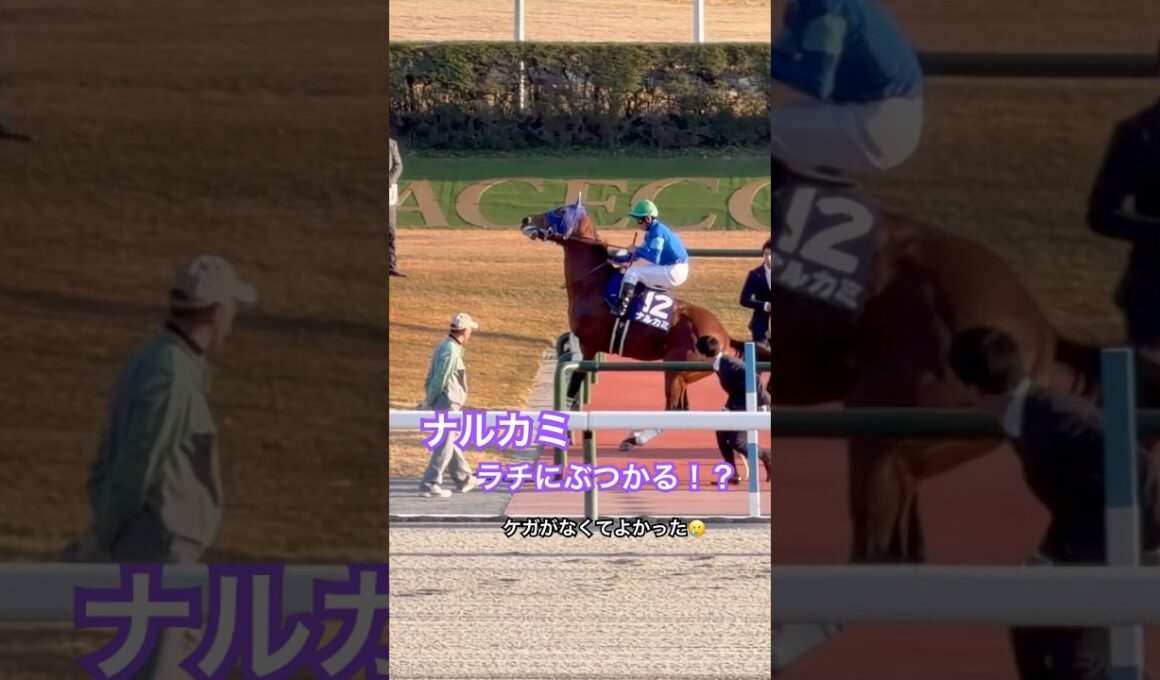 【ナルカミ、ラチにぶつかる！？】ケガがなくてよかった🥲 #チャンピオンズカップ #ナルカミ #競馬