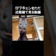 【🐎マニアへ】#ロブチェン をただ近距離で❗️👀