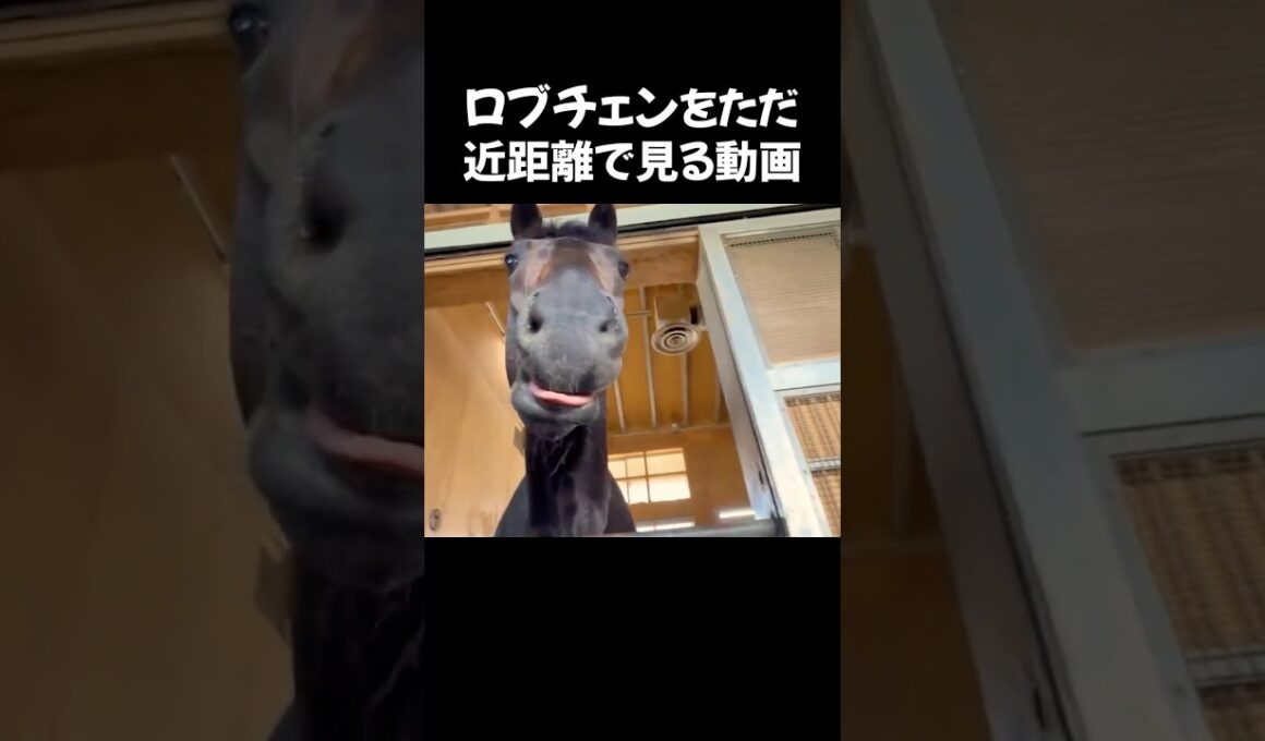 【🐎マニアへ】#ロブチェン をただ近距離で❗️👀