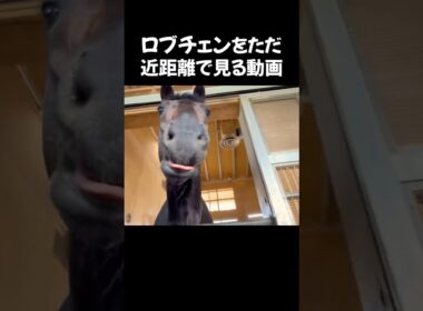 【🐎マニアへ】#ロブチェン をただ近距離で❗️👀