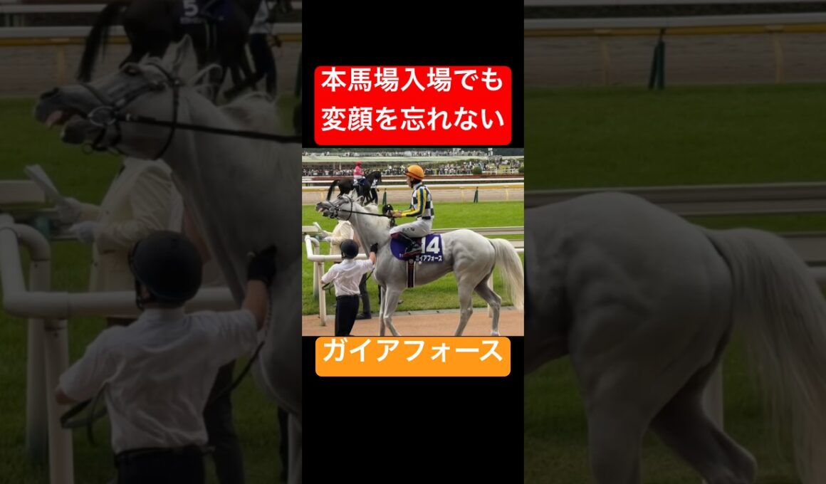 【ガイアフォース】 安田記念の本馬場入場でもやはり変顔する #安田記念 #ガイアフォース #競馬 #shorts