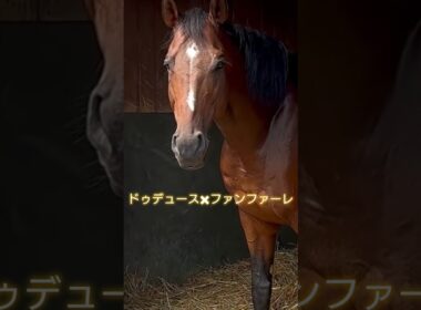 【有馬🏇ラストラン】#武豊騎手#ドュデュース#有馬記念