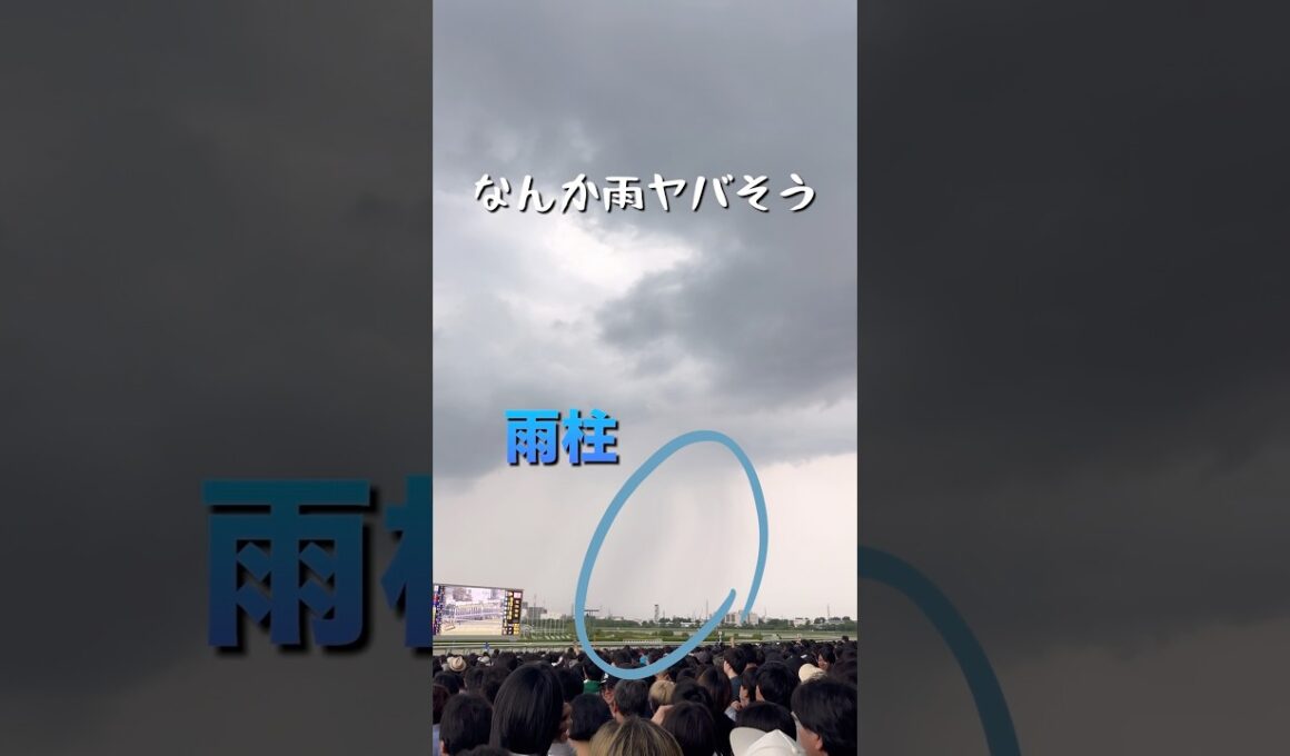 【雨の宝塚記念】現地から届けます#shorts #宝塚記念2026 #阪神競馬場 #競馬 #メイショウタバル #武豊 #2連覇