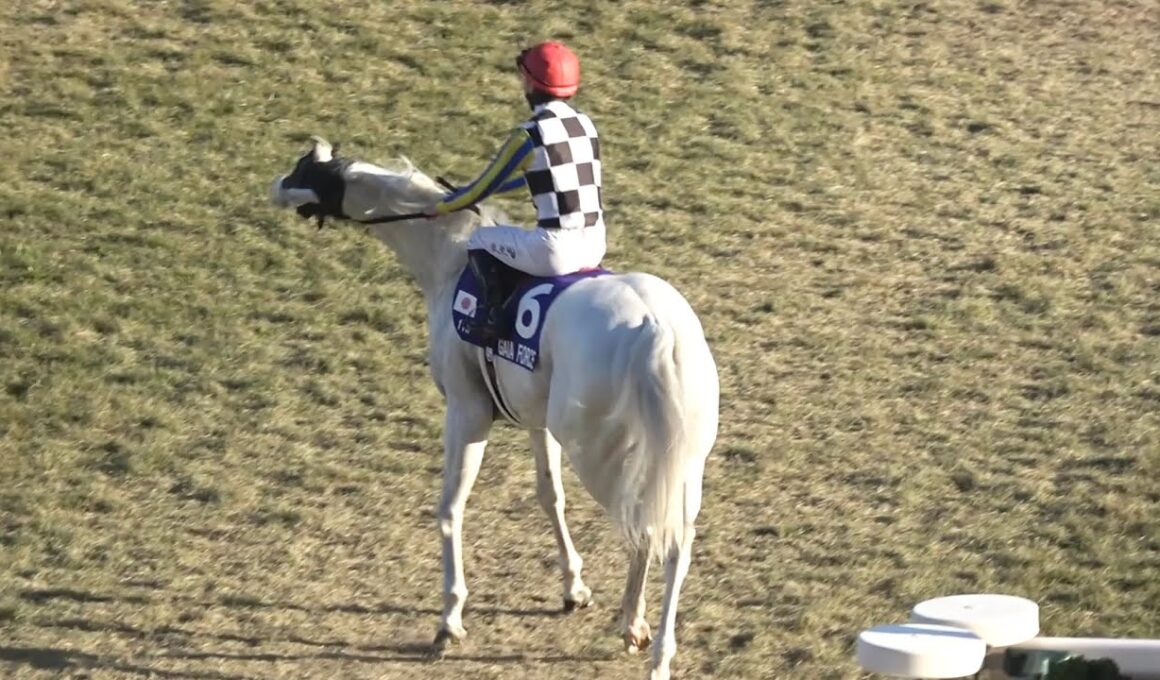 【現地 本馬場入場】2025 G1 マイルチャンピオンシップ ガイアフォースのシェケナ【京都競馬場】