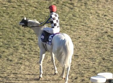 【現地 本馬場入場】2025 G1 マイルチャンピオンシップ ガイアフォースのシェケナ【京都競馬場】