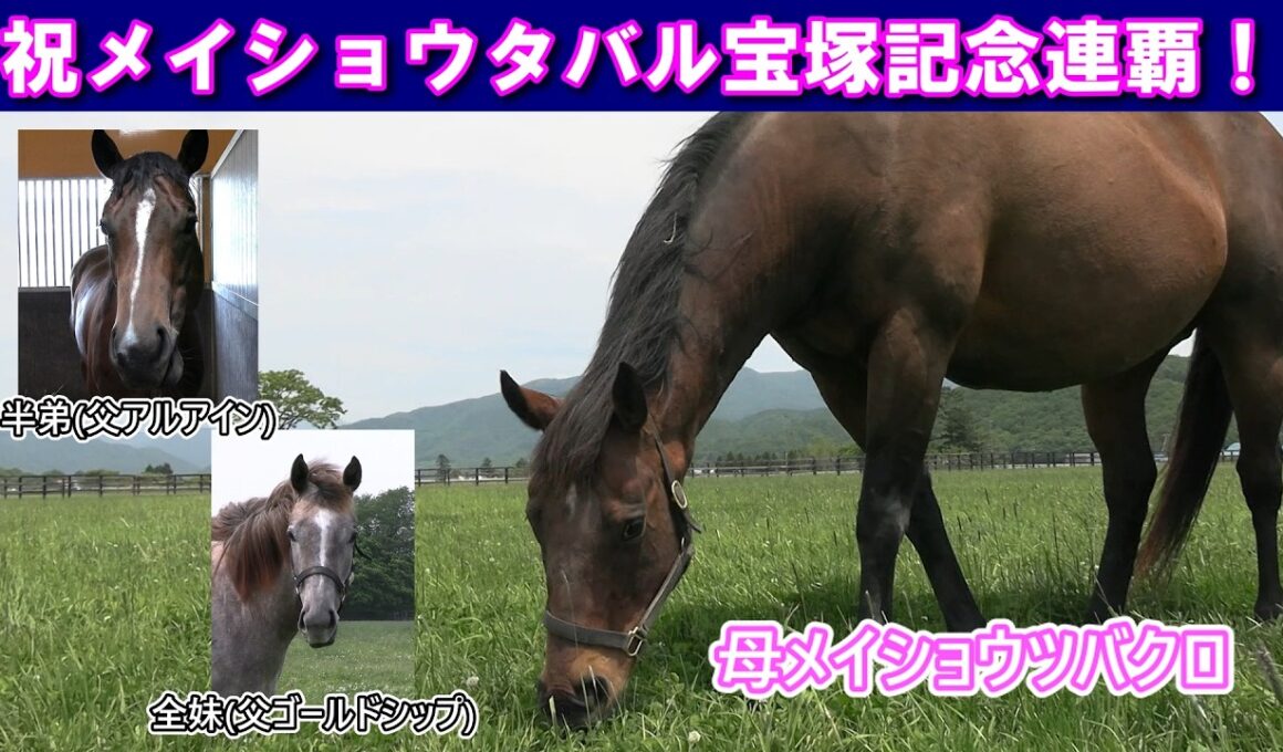 ㊗メイショウタバル宝塚記念連覇！母メイショウツバクロと産駒たちの様子