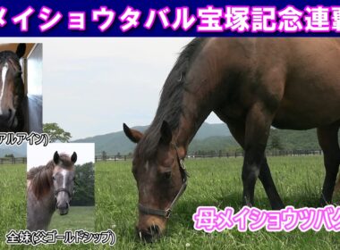 ㊗メイショウタバル宝塚記念連覇！母メイショウツバクロと産駒たちの様子