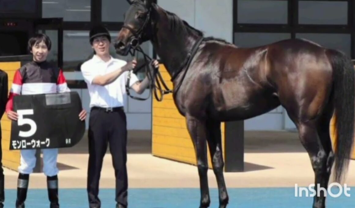 【競馬】モンローウォークが10ヶ月ぶり復帰戦で完勝！大物候補が秋華賞へ好発進 🐎✨🔥競馬ニュース #八雲特別 #横山和生 #秋華賞 #キズナ産駒 #JRA #函館競馬場